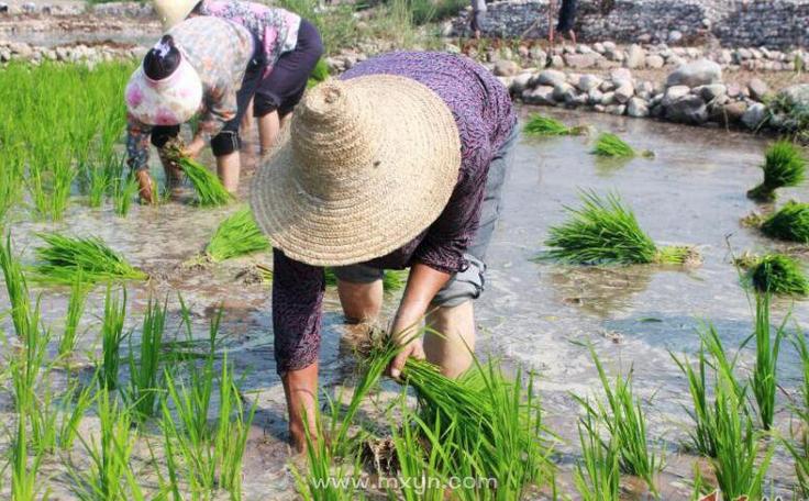 揭秘梦见秧苗的5大象征意义,专家解读助您领悟深层含义 揭秘梦见秧苗的5大象征意义,专家解读助您领悟深层含义
