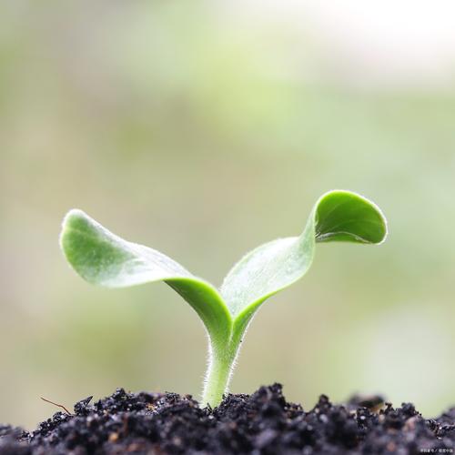 梦见种地的深意揭秘心灵成长 vs 现实压力？解析潜在象征意义