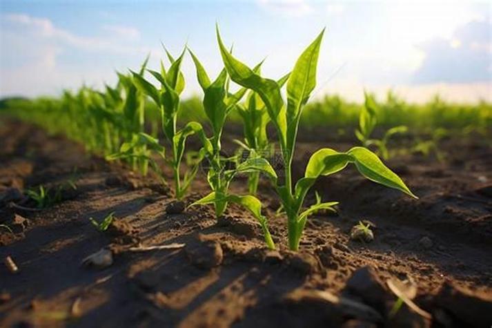 梦见种地的深意揭秘心灵成长 vs 现实压力？解析潜在象征意义