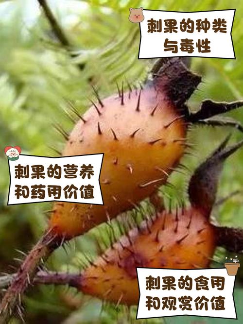 梦见刺果预示哪些？解密梦境背后的深层含义