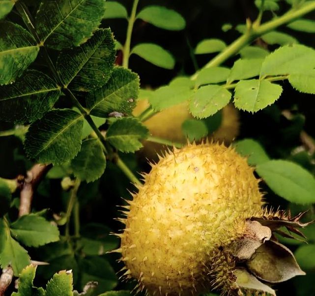 梦见刺果预示哪些？解密梦境背后的深层含义