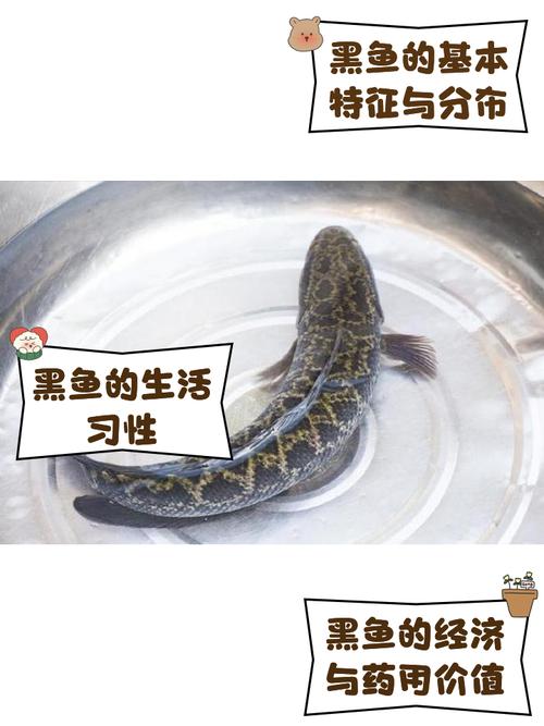 解梦指南梦见黑鱼的7种寓意与生活影响解析 解梦指南梦见黑鱼的7种寓意与生活影响解析