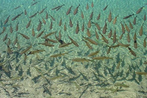 梦见捉黑鱼意味着哪些？揭秘背后的深层心理解读！