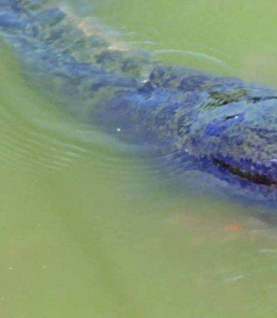 梦见捉黑鱼意味着哪些？揭秘背后的深层心理解读！