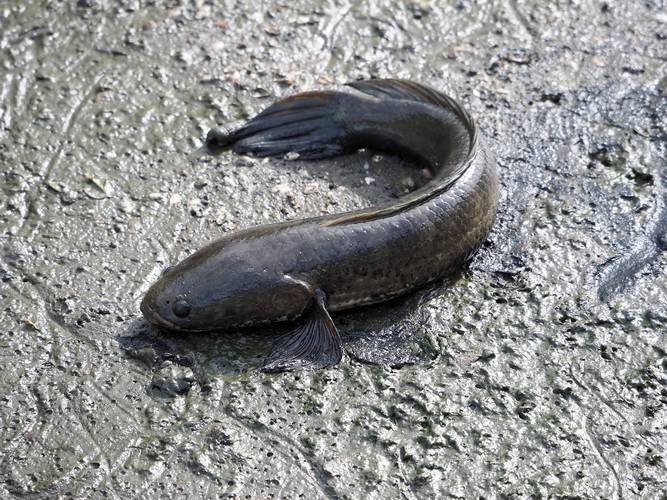 梦境迷雾，揭开梦见黑色的鱼的神秘面纱