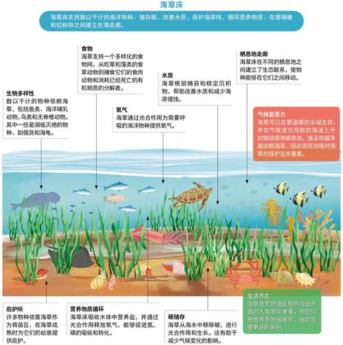手游攻略揭秘：近岸海洋生态系统，你了解多少？