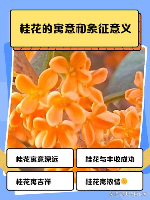 梦见月桂花的象征意义解析心理暗示与生活启示