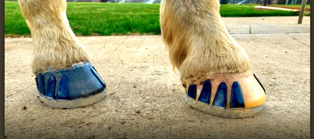 梦见马蹄铁预示哪些？专家告诉你背后的真相！