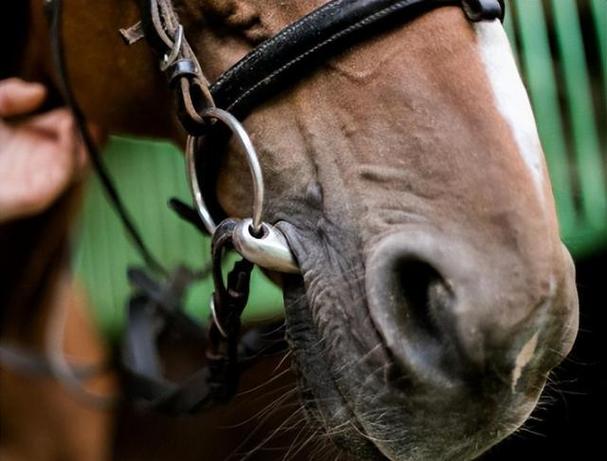 梦见辔头象征哪些？这五种可能让你大吃一惊！