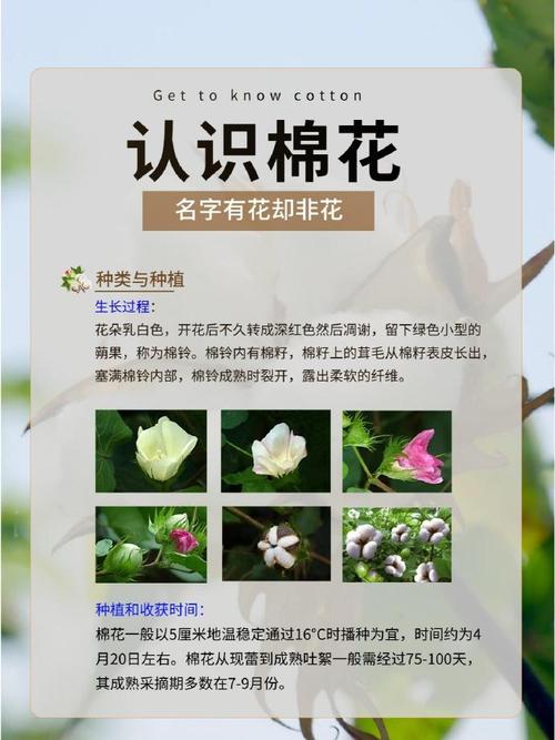 揭秘梦见棉花的7大心理暗示权威解读与实用建议