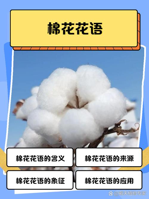 揭秘梦见棉花的7大心理暗示权威解读与实用建议