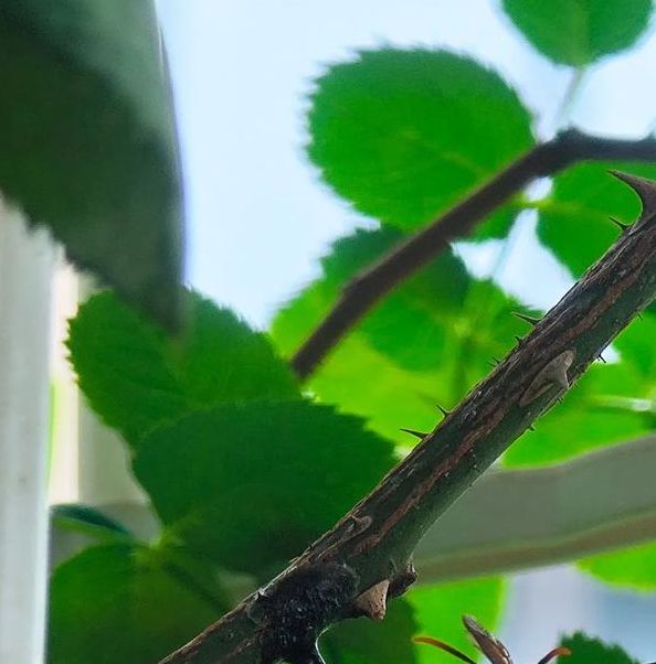 揭秘梦见马蜂的5大象征意义，你不可不知