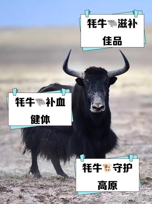 梦见牦牛预示着哪些?解析与动物相关的潜意识信号 梦见牦牛预示着哪些?解析与动物相关的潜意识信号