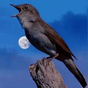 8个梦见夜莺的深层寓意及心理分析指南 8个梦见夜莺的深层寓意及心理分析指南