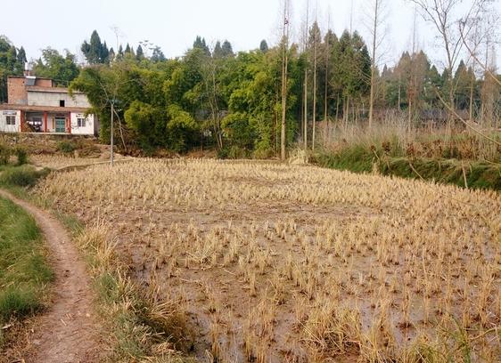 梦见田地荒芜预示着哪些？解读潜藏心灵讯号