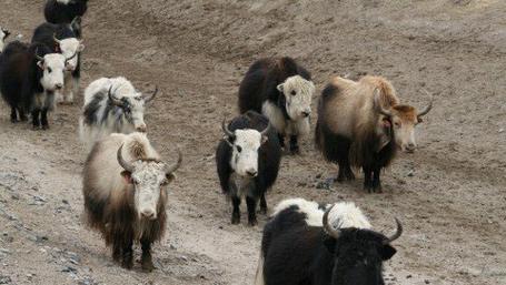 梦见牲畜圈的含义解密高效解决方案如何提升运势 梦见牲畜圈的含义解密高效解决方案如何提升运势