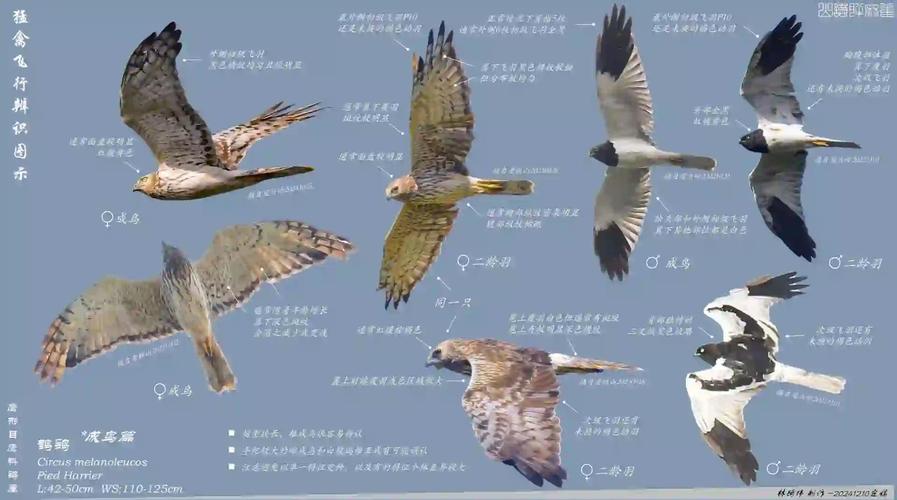 解梦专家揭秘梦见鹞子的5大暗示及其心理解析