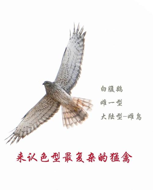解梦专家揭秘梦见鹞子的5大暗示及其心理解析