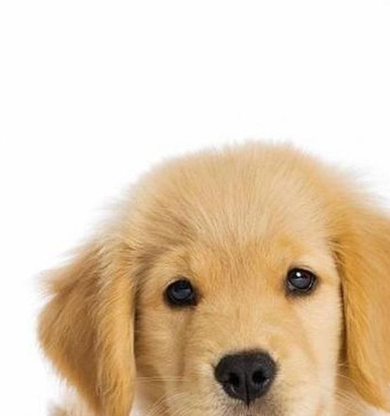 梦见狗被打的深层寓意，揭开背后心理暗示！