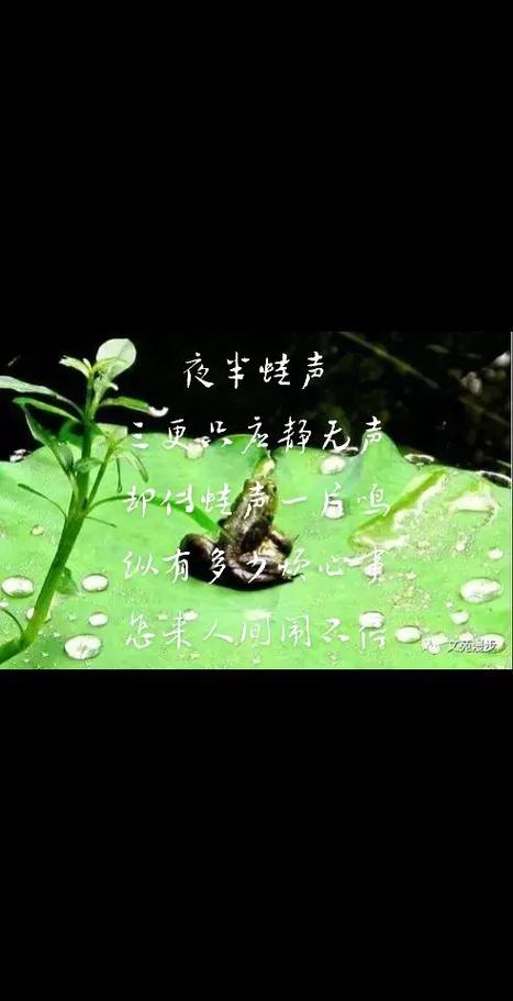 梦见蛙叫声意味着哪些？解读背后的心理暗示。