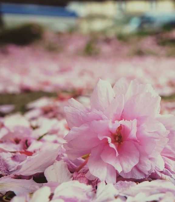 梦见花朵凋零的5个象征意义与应对方法 梦见花朵凋零的5个象征意义与应对方法