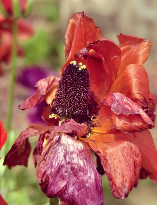 梦见花朵凋零的5个象征意义与应对方法 梦见花朵凋零的5个象征意义与应对方法