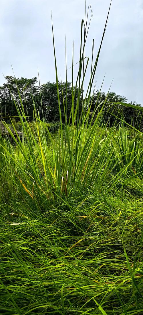 梦见院子长满杂草，心理深层解析揭示生活暗示