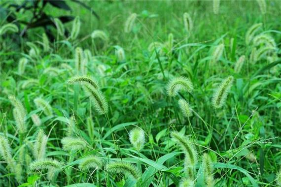 梦见院子长满杂草，心理深层解析揭示生活暗示