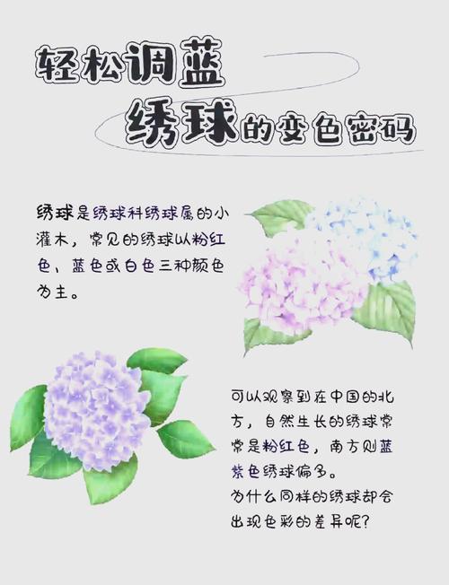 梦见绣球花开解析探索内心潜意识的奥秘