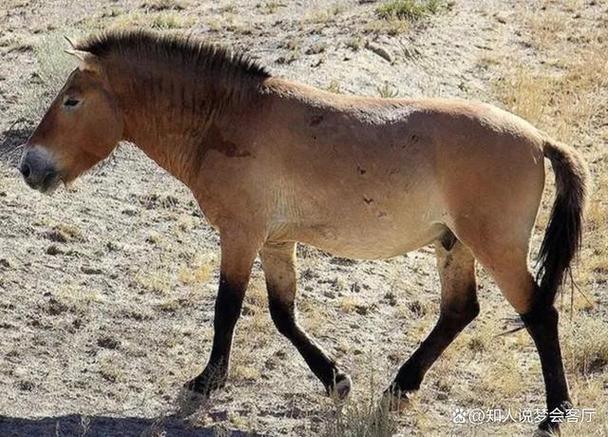 梦见野马预示哪些？解读野马梦境的深层含义与象征价值
