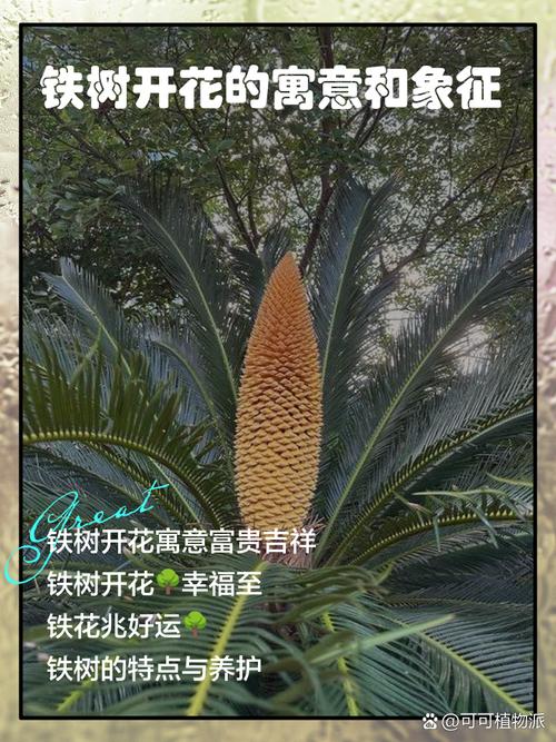 梦见铁树开花潜藏寓意揭秘,解密独特象征意义! 梦见铁树开花潜藏寓意揭秘,解密独特象征意义!