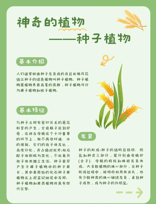 探索梦见种子的深层寓意它如何暗示未来的丰收与潜在机遇？