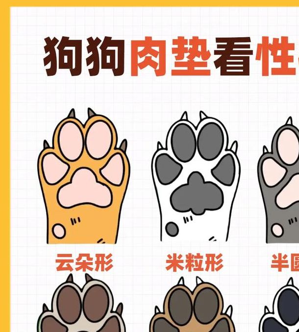 揭秘梦见动物爪子心理深度解析与象征意义分析 揭秘梦见动物爪子心理深度解析与象征意义分析