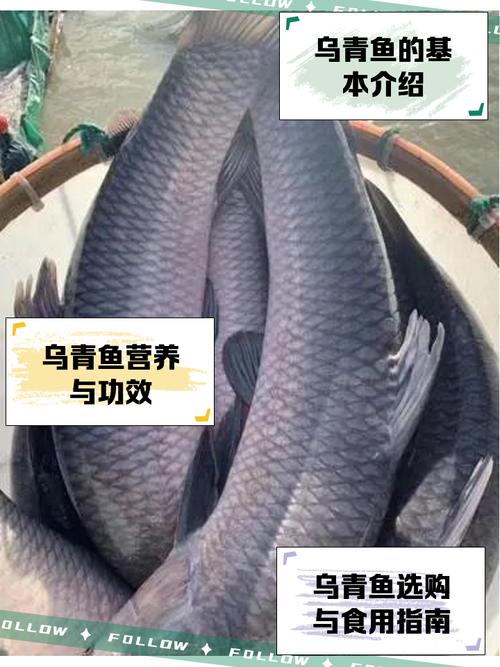 梦见青鱼的含义解析心理暗示 vs 现实启示，哪个更可信？