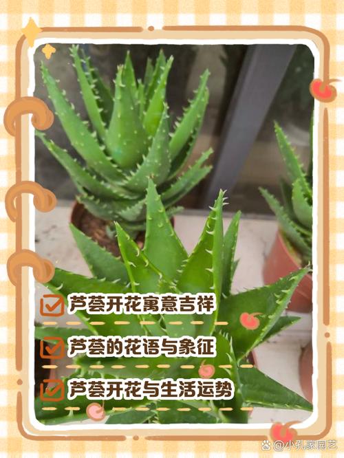 梦见芦荟的象征意义与其带来的生活启示