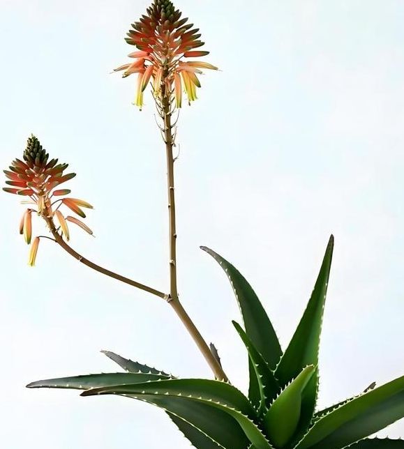 梦见芦荟的象征意义与其带来的生活启示