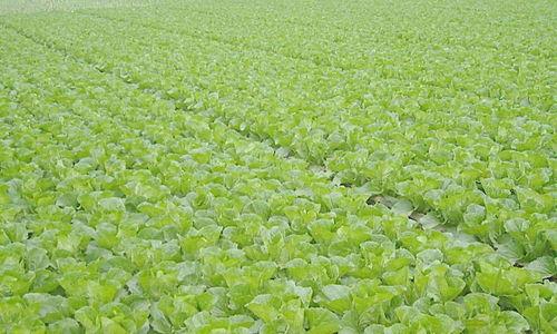 梦见白菜地预示着哪些？解析梦境背后的心理暗示