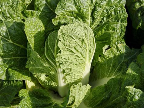 梦见白菜地预示着哪些？解析梦境背后的心理暗示