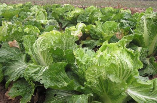 梦见白菜地预示着哪些？解析梦境背后的心理暗示