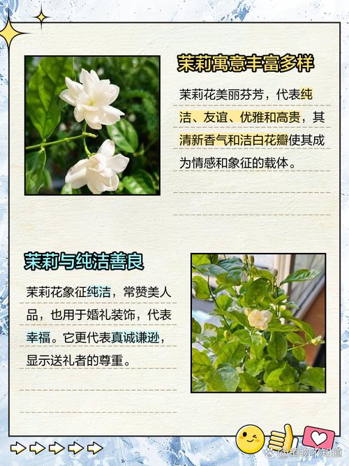 梦见茉莉象征意义深度剖析心理暗示与运势解析