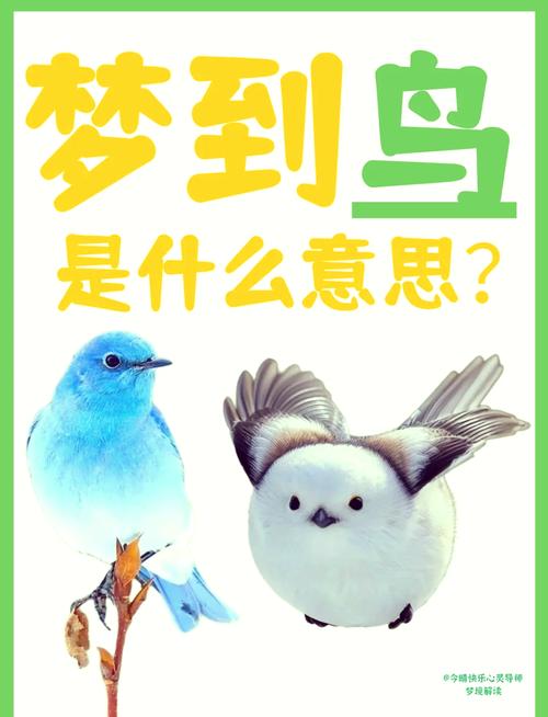 梦见鸟鸣 vs 现实启示解读梦境背后的深层含义