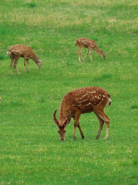梦见喂小鹿吃东西意味着哪些？深度解析梦境背后的心理暗示