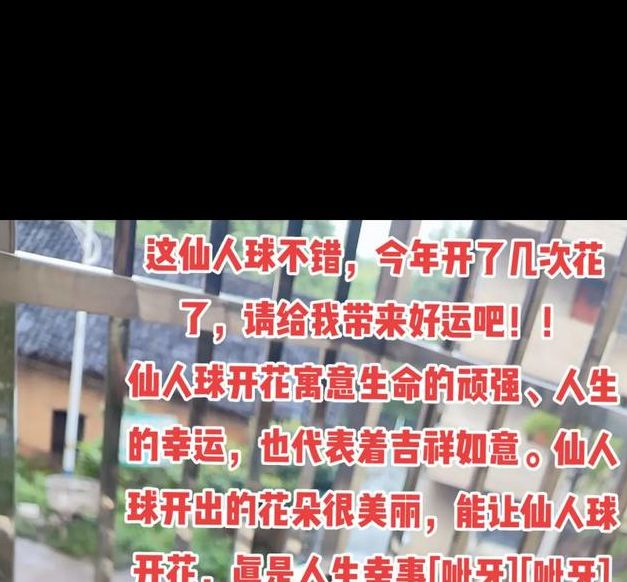 梦见仙人球寓意揭示提升运势的秘诀与生活小贴士