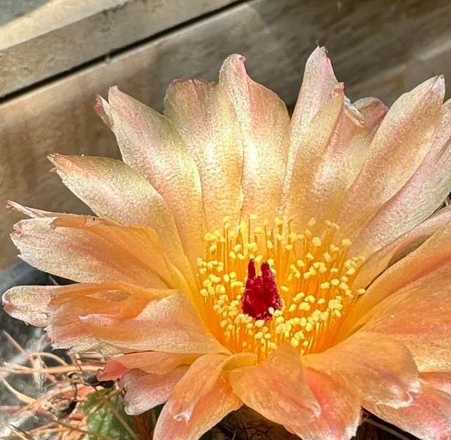 梦见仙人球寓意揭示提升运势的秘诀与生活小贴士