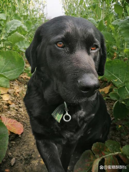 梦境奇遇,与可爱的黑色小狗的温馨邂逅 梦境奇遇,与可爱的黑色小狗的温馨邂逅