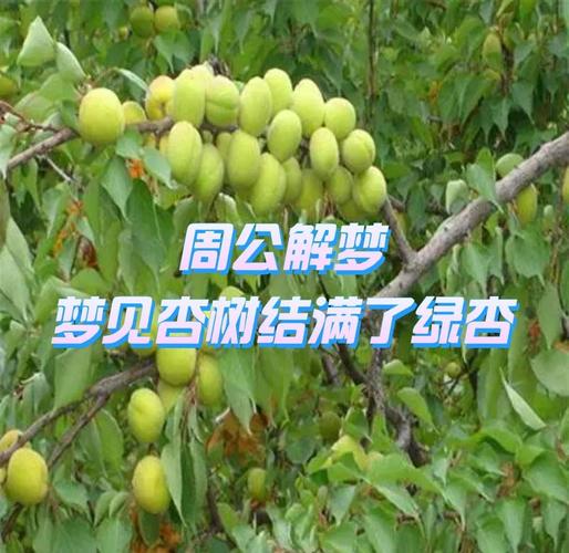 梦见杏树预示哪些意外惊喜?解读其中深意! 梦见杏树预示哪些意外惊喜?解读其中深意!