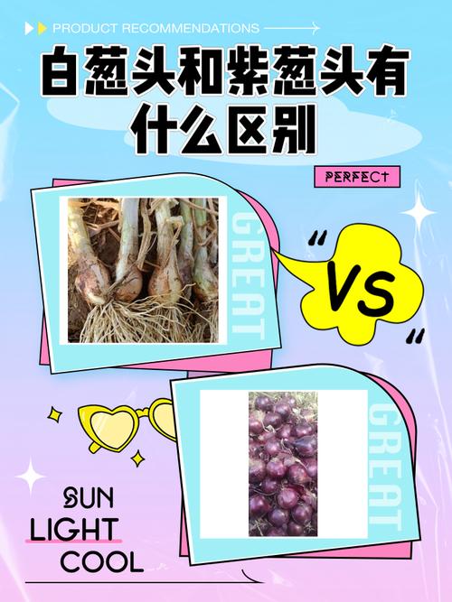 梦见葱头的象征意义解梦指南与心理解析对比分析