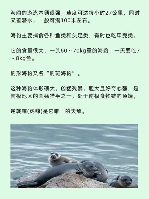 梦见海豹的神秘象征，心理解析助你理解潜意识信息！