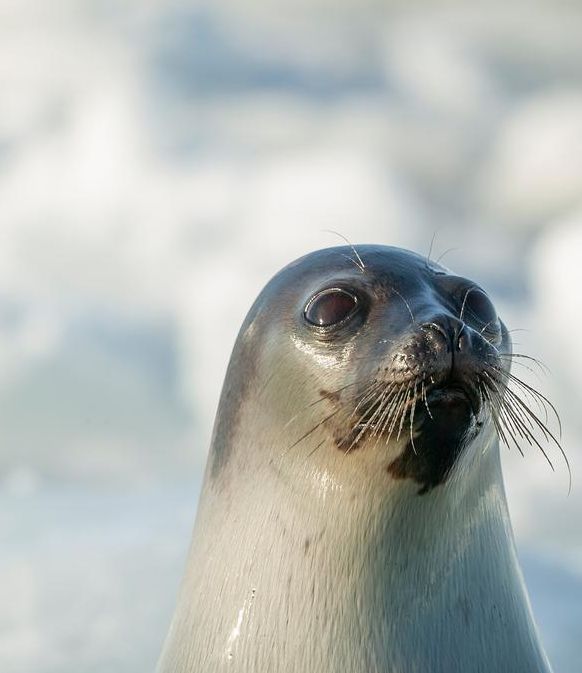 梦见海豹的神秘象征，心理解析助你理解潜意识信息！