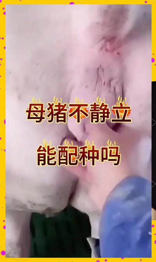 解梦专家解读母猪生小猪的5个潜在寓意与心理暗示 解梦专家解读母猪生小猪的5个潜在寓意与心理暗示